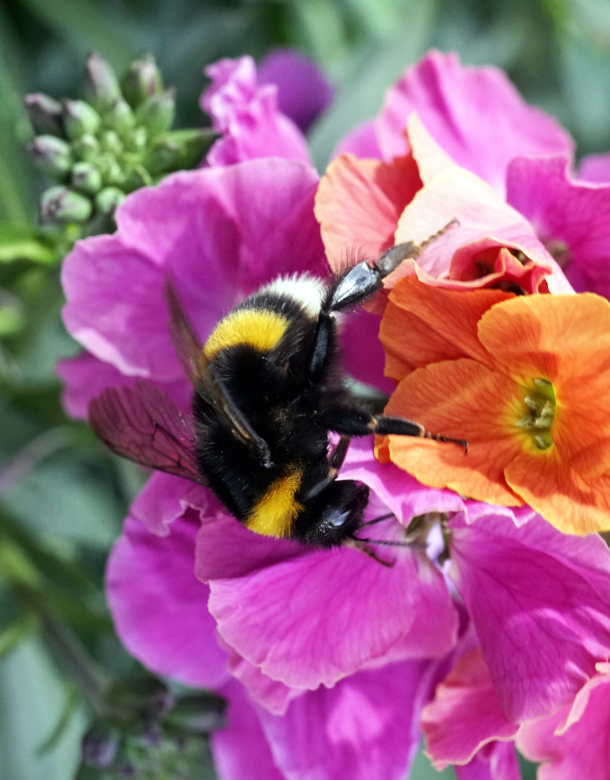Honeybee Pollinating Flower