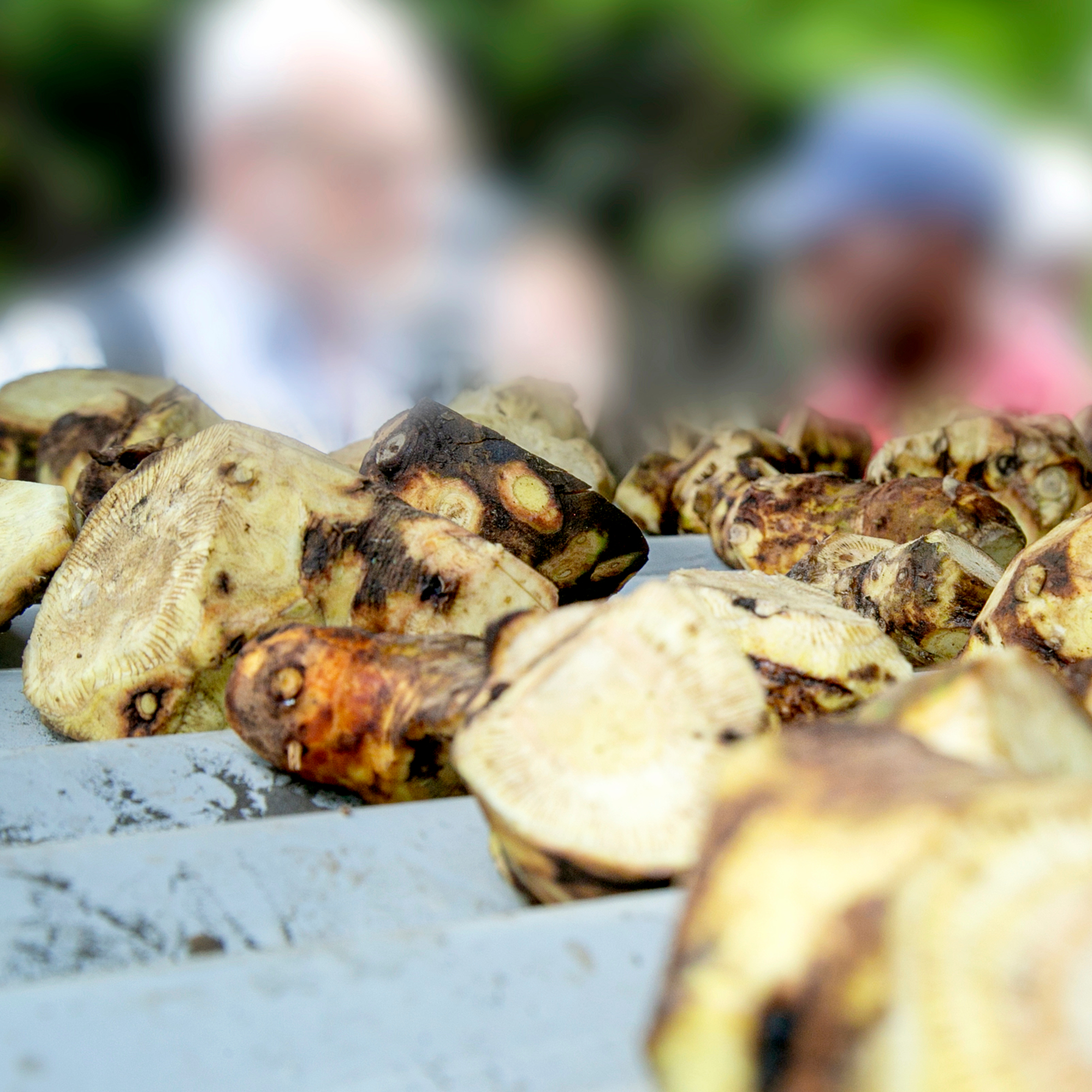 Kava Root Cool Perspective