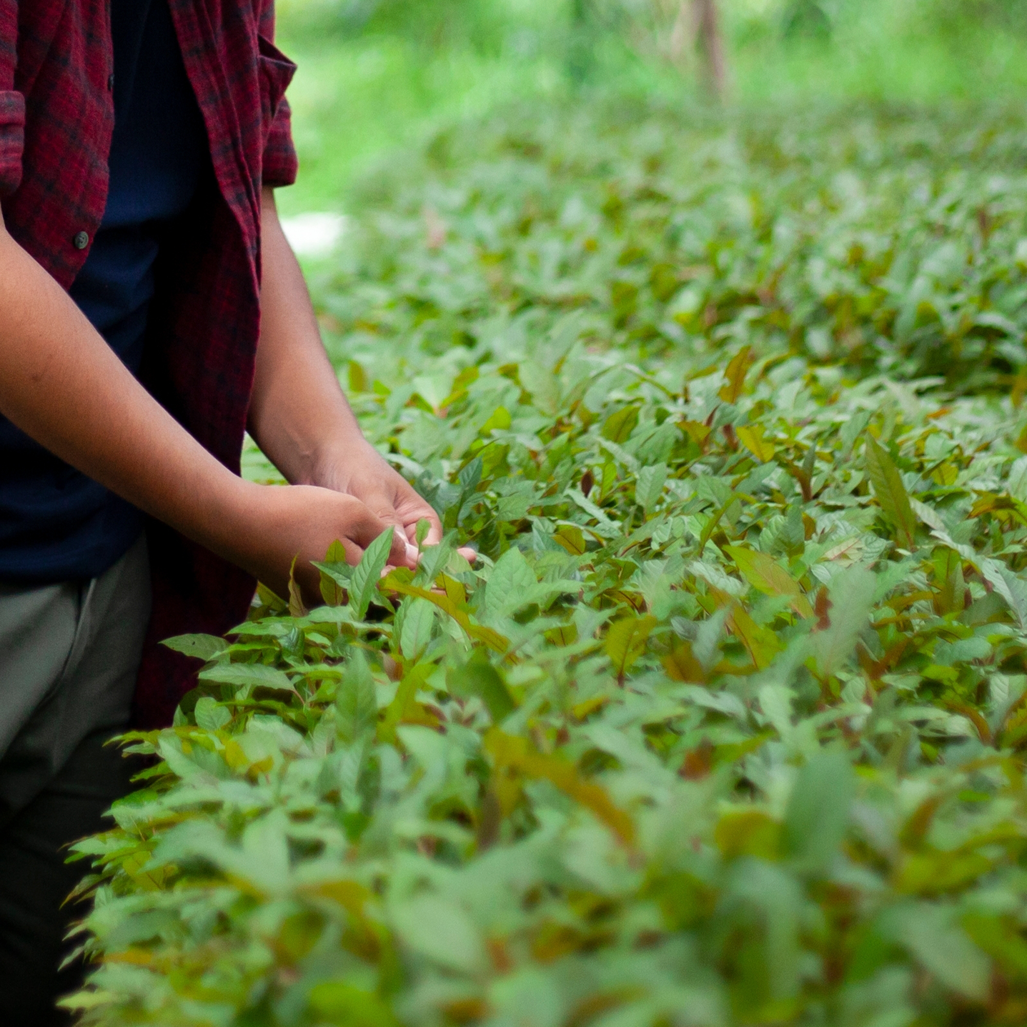 Harvesting Kratom Leaves