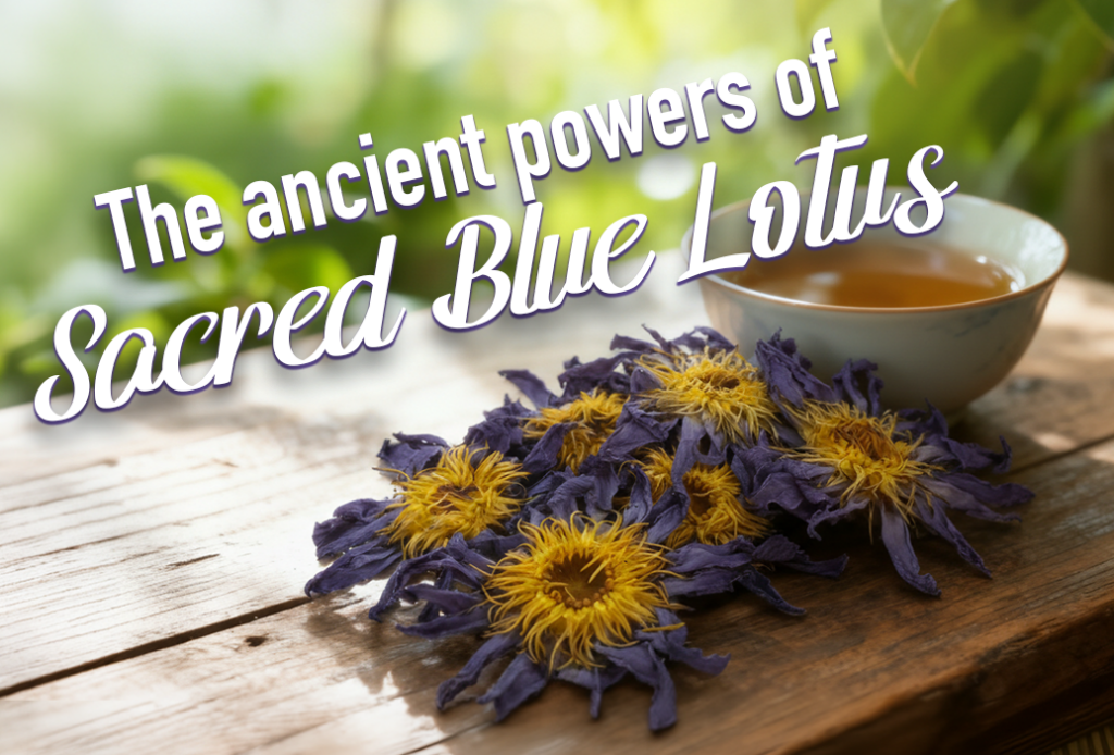 Sacred Blue Lotus Blog Featured Image