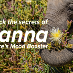 Unlock the Secrets of Kanna- Featured Blog Image