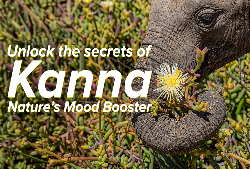 Unlock the Secrets of Kanna- Featured Blog Image
